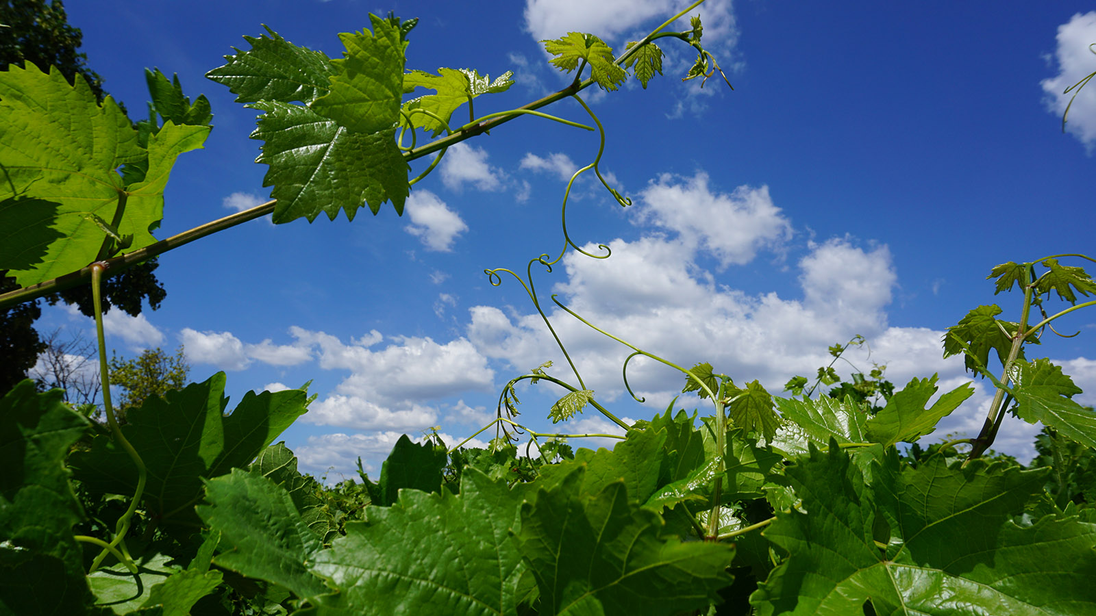 Wein und Liebe