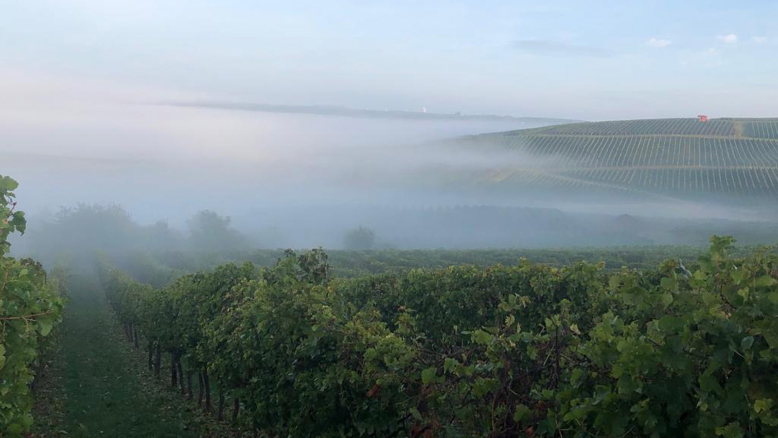 Weinleseromantik Geiershölle